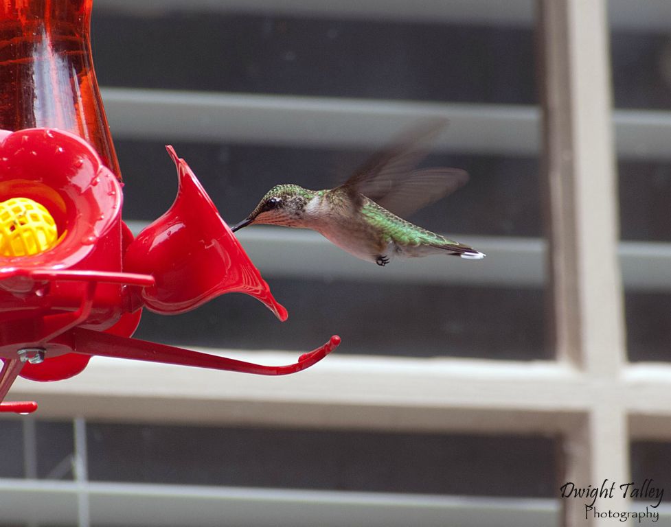 Hummingbird