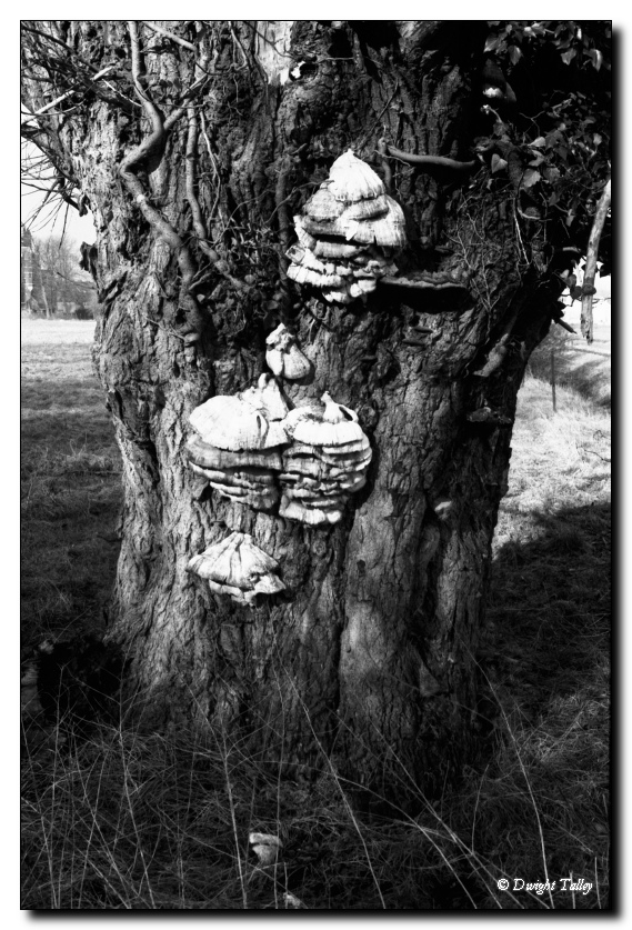 tree_5