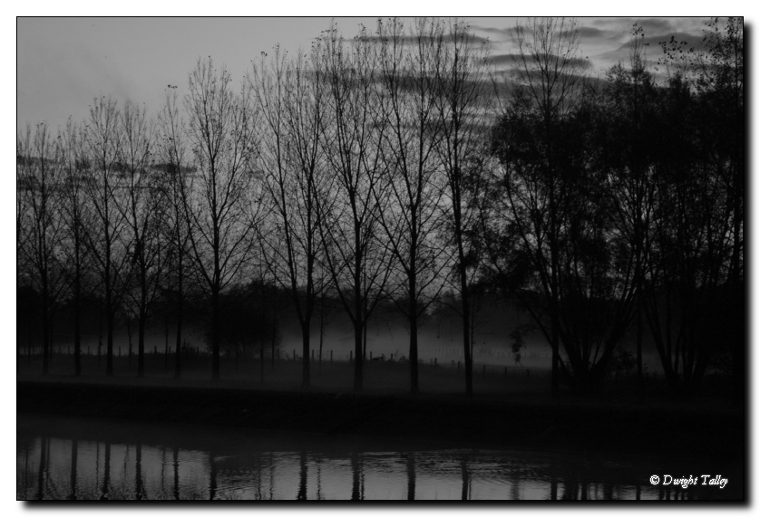 trees